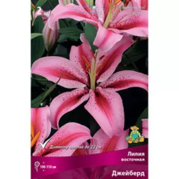 Лилия Восточная Джейберд (2 шт.)