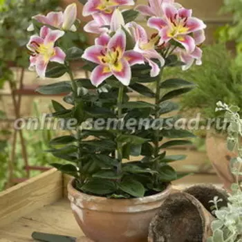 Лилия Восточная горшечная Анжелика (2 шт.)