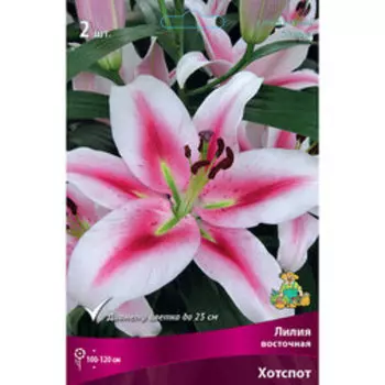 Лилия Восточная Хотспот (2 шт.)