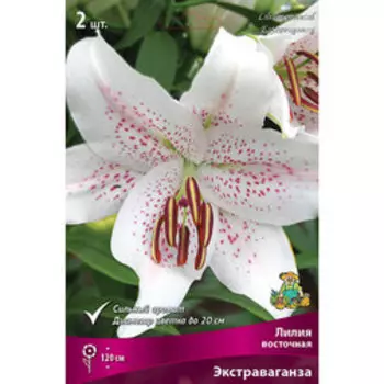 Лилия Восточная Экстраваганза (2 шт.)