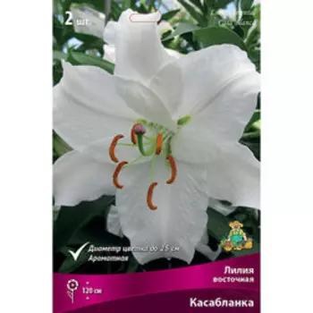 Лилия Восточная Касабланка (2 шт.)