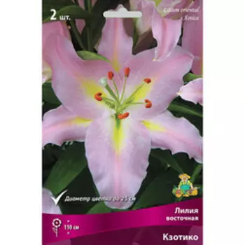 Лилия Восточная Кзотико (2 шт.)