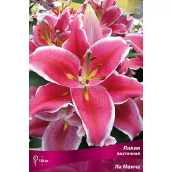 Лилия Восточная Ла Манча (2 шт.)