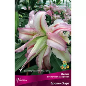 Лилия Восточная махровая Брокен Харт (1 шт.)