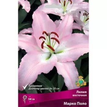Лилия Восточная Марко Поло (2 шт.)