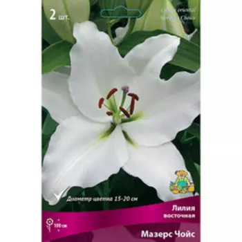 Лилия Восточная Мазерс Чойс (2 шт.)