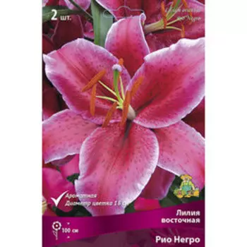 Лилия Восточная Рио Негро (2 шт.)