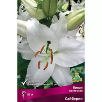 Лилия Восточная Сайберия (2 шт.)