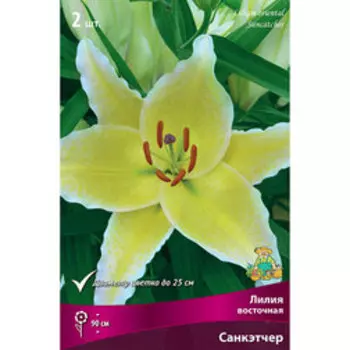 Лилия Восточная Санкэтчер (2 шт.)