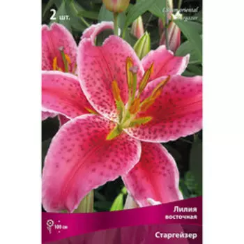 Лилия Восточная Старгейзер (2 шт.)