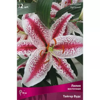 Лилия Восточная Тайгер Вудс (2 шт.)