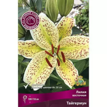 Лилия Восточная Тайгермун (1 шт.)
