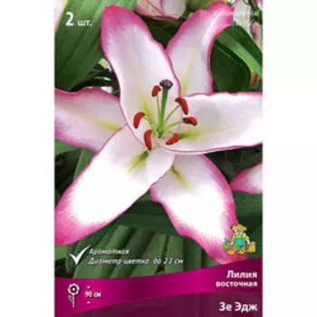 Лилия Восточная Зе Эдж (2 шт.)