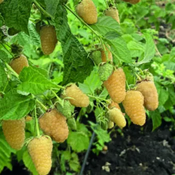 Малина ремонтантная Светлячок