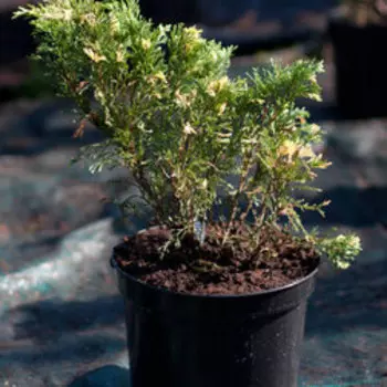 Можжевельник казацкий Варигата (V.3л.Н30-40)
