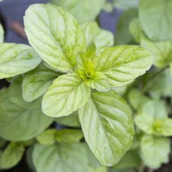 Мята Гранада (аромат апельсина) (С1,5)