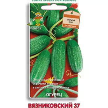 Огурец Вязниковский 37