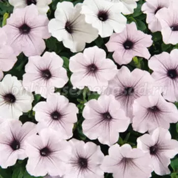Петуния ампельная F1 Тайдал Вэйв Сильвер (1уп-1000драже)