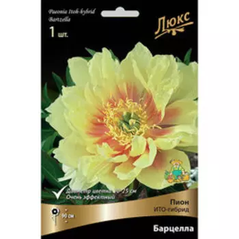 Пион ИТО-гибрид Барцелла