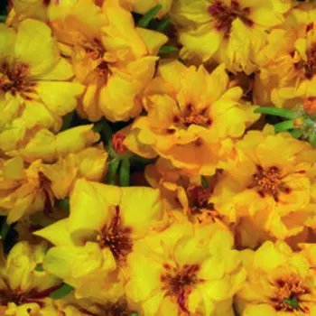 Портулак Стопвотч Еллоу (1уп-1000шт) профессиональные семена