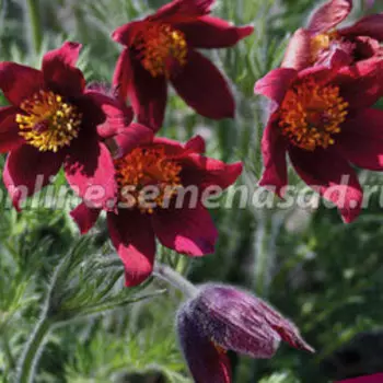 Прострел обыкновенный Ред