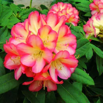 Рододендрон гибридный Роберт де Белдер