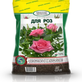 Роза 5л Гера