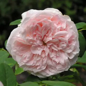 Роза английская парковая Клэр Роуз