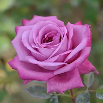 Роза чайно-гибридная Блю Парфюм