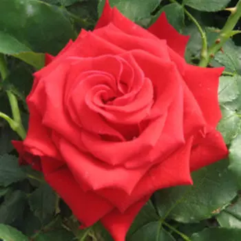 Роза чайно-гибридная Бургунд