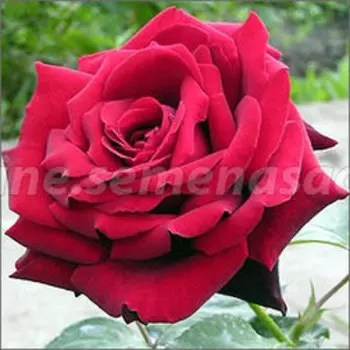 Роза чайно-гибридная Дам де Кер