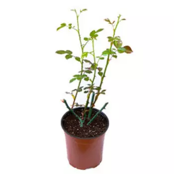 Роза чайно-гибридная Дам де Кер (С3,5л)