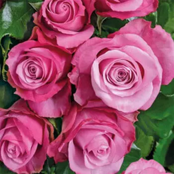 Роза чайно-гибридная Дип Ватэ