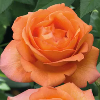 Роза чайно-гибридная Джоро