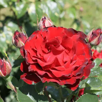 Роза чайно-гибридная Хоммаж Барбара