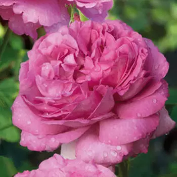 Роза чайно-гибридная Ив Пьяже