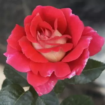 Роза чайно-гибридная Кроненбург