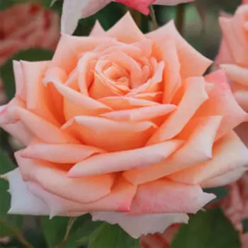 Роза чайно-гибридная Лолипоп