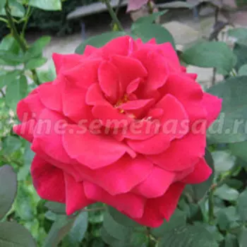 Роза чайно-гибридная Мистер Линкольн (С3,5л)