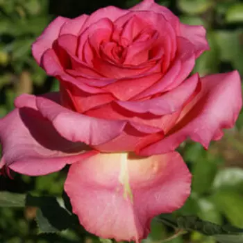 Роза чайно-гибридная Мондиале