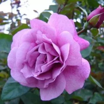 Роза чайно-гибридная Муди Блю