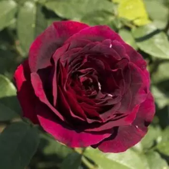 Роза чайно-гибридная Олд Ромео