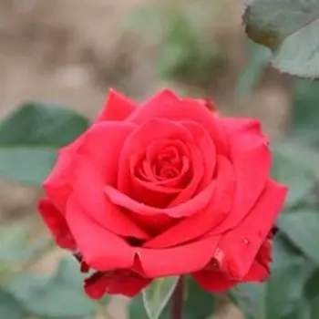 Роза чайно-гибридная Ред Берлин