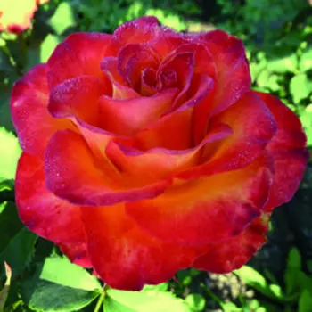 Роза чайно-гибридная Султан