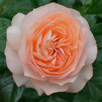 Роза чайно-гибридная Сурир де Хавр