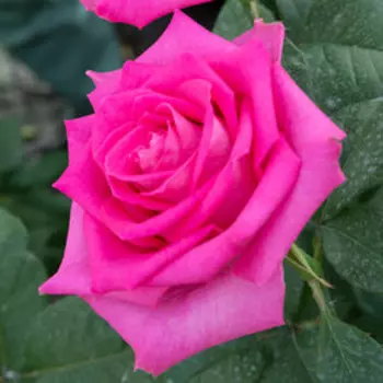 Роза чайно-гибридная Топаз