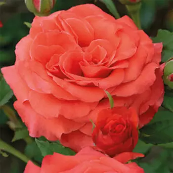 Роза чайно-гибридная Валентина