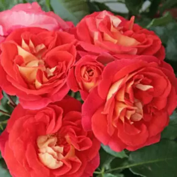 Роза флорибунда Братья Гримм