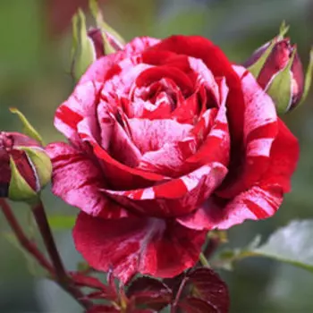 Роза флорибунда Дип Импрешн