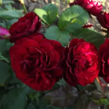 Роза флорибунда Лэвеглут